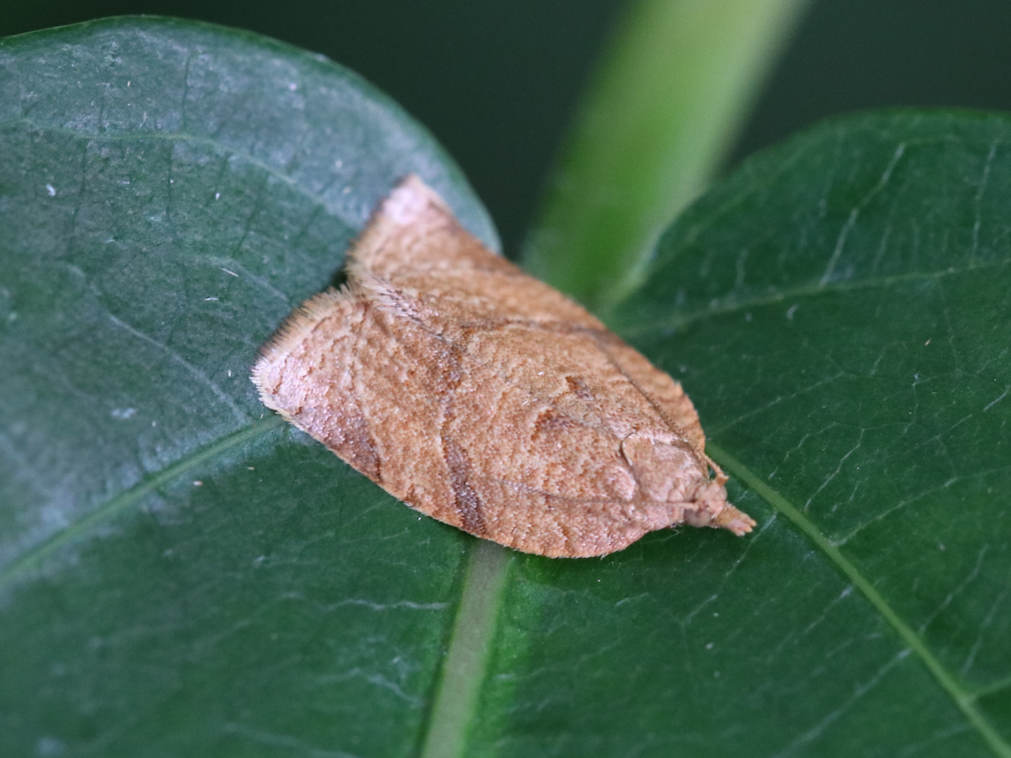 葉上のチャノコカクモンハマキ
